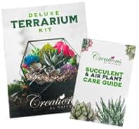 – Premium Small DIY Terrarium Kit for Succulents, Cacti & Air Plants, Includes Soil, Moss, Pebbles, Tools, Amethyst Gem & Crystal Chips – Handmade in USA