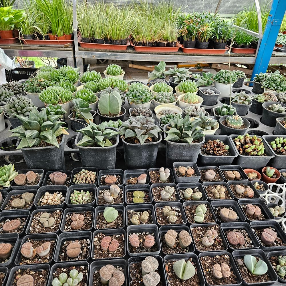 60 Pcs Nursery Pots 2.7 Inch, Plastic Seed Starting Pot with Drainage Holes, Sturdy Seedling pots for Planting, Cuttings (Black)