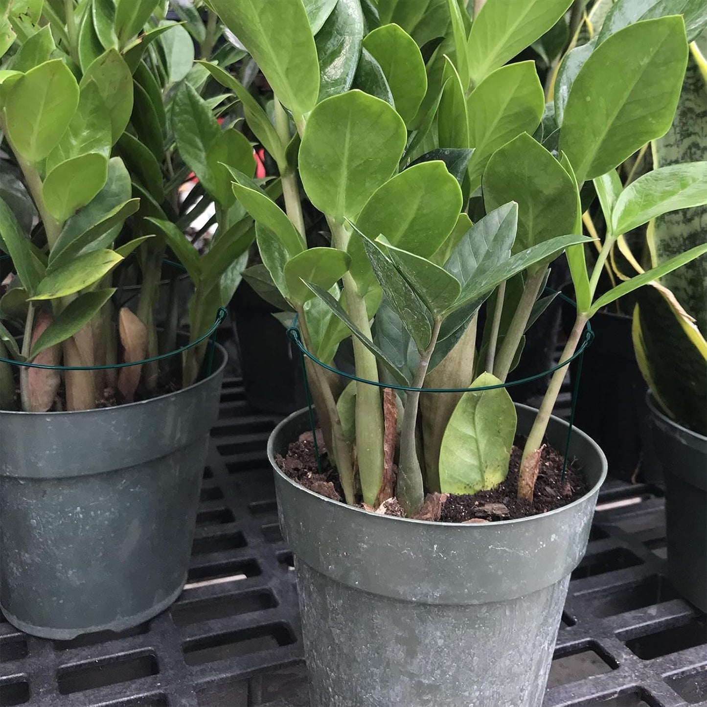 10" Wide x 16" High Peony Cage Rings Garden Plant Support Brace, Pack of 10 Round Metal Plant Stakes Rings, Strong Large Garden Supports for Flowers, Peonies, Rose, Lily