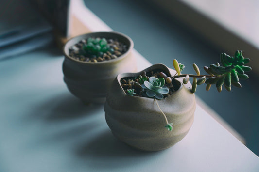Fresh Flavors Mini Herb Garden DIY Kit 🌱
