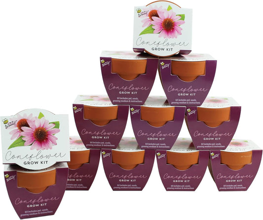 BUZZY Seeds Terracotta Mini Grow Pots | Herb, Plant, Flower Starter Kit for Kids & Adults | Coneflower 12-Pack, Classic Collection | Guaranteed to Grow | Best Indoor-Outdoor Gardening Gift