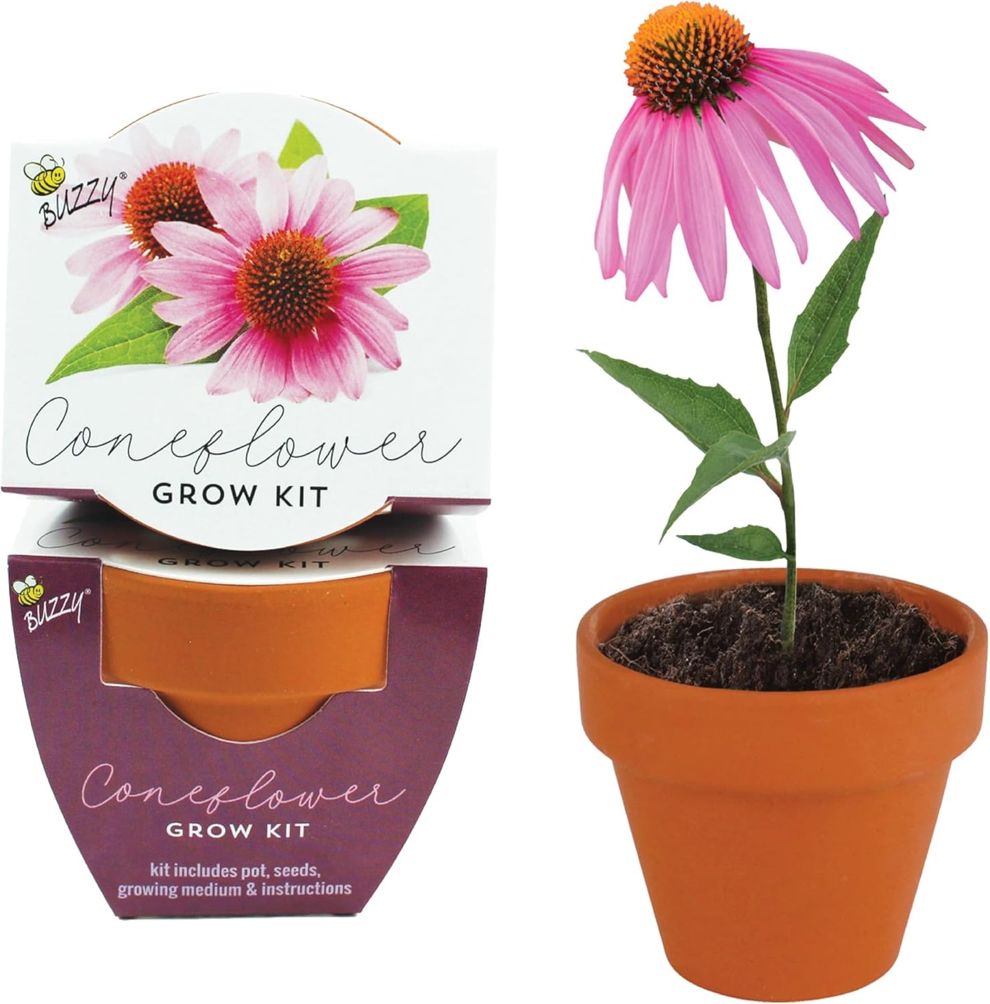 BUZZY Seeds Terracotta Mini Grow Pots | Herb, Plant, Flower Starter Kit for Kids & Adults | Coneflower 12-Pack, Classic Collection | Guaranteed to Grow | Best Indoor-Outdoor Gardening Gift