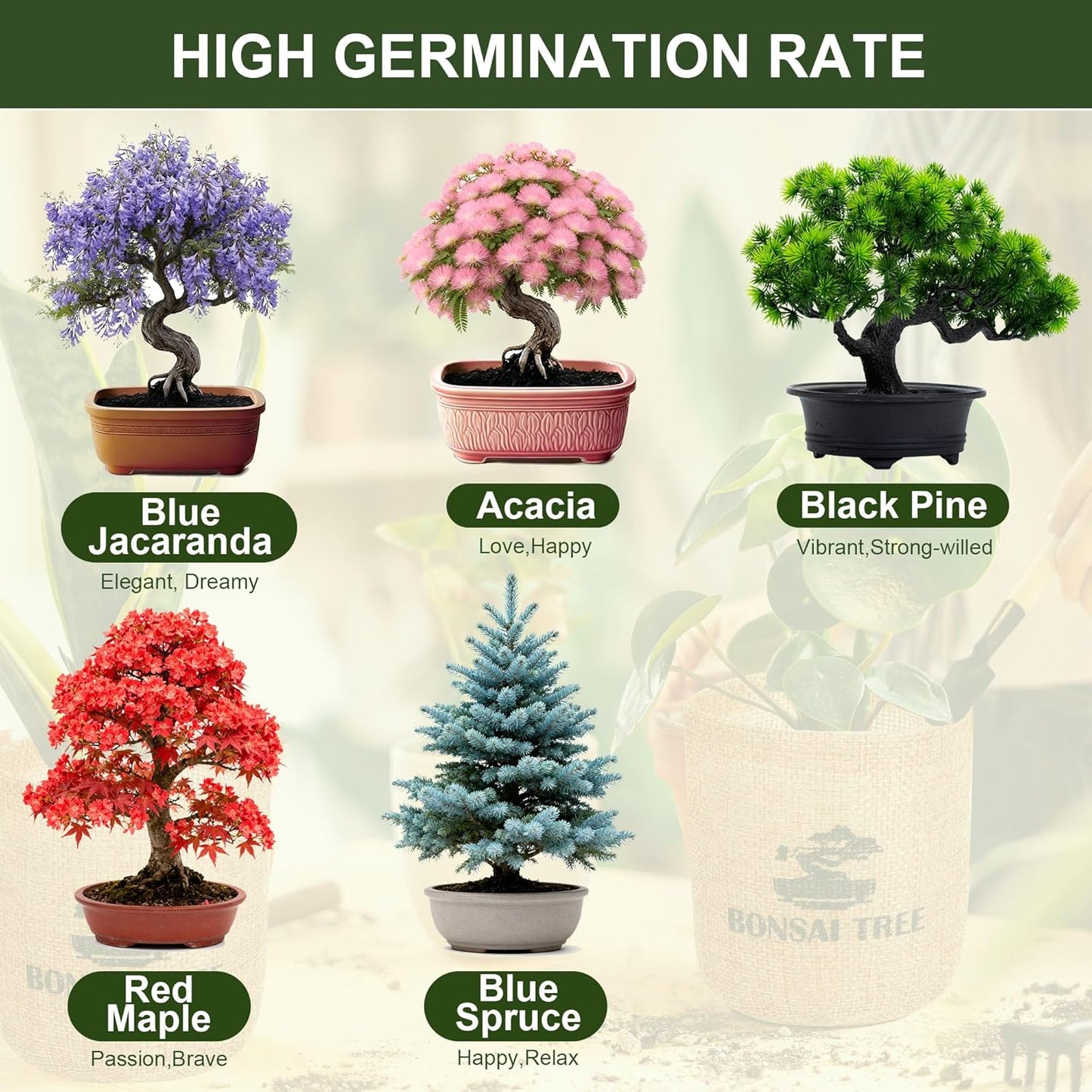 5 Pack Bonsai Tree Kit - 5 Seeds Growing Plant Bonsai Tree Live Kit for Beginners, Easy to Grow Complete Indoor Garden Starter Kits with Wooden Box & Tools, Christmas Gifts for Men Women Plant Lover