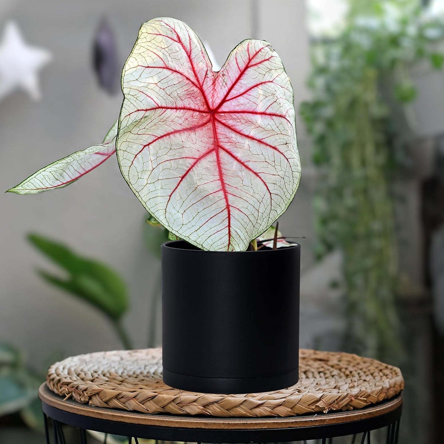 D'vine Dev 4 Pack 5.5 Inch Modern Plastic Plant Pots, Small Garden Planters for Plant with Drainage Holes and Saucers, Black Color, 74-Y-H-2