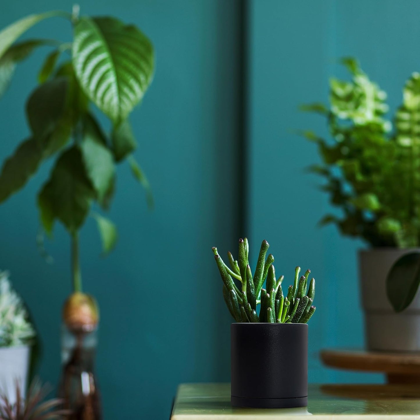 D'vine Dev 12 Pack 3.5 Inch Mini Plastic Plant Pots, Small Garden Planters for Plant with Drainage Holes and Saucers, Black Color, 74-Y-D-4