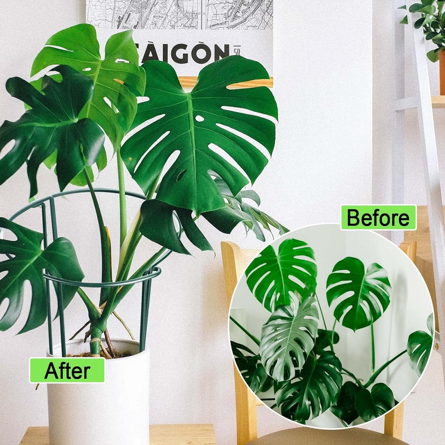 HiGift 6 Pack 24 Inch Plant Stakes, 10" Wide x 24" High Half Round Metal Peony Cages and Support, Green Garden Plant Stake Plant Support Ring Border for Peony Tomato,Hydrangea,Flower Indoor Outdoor