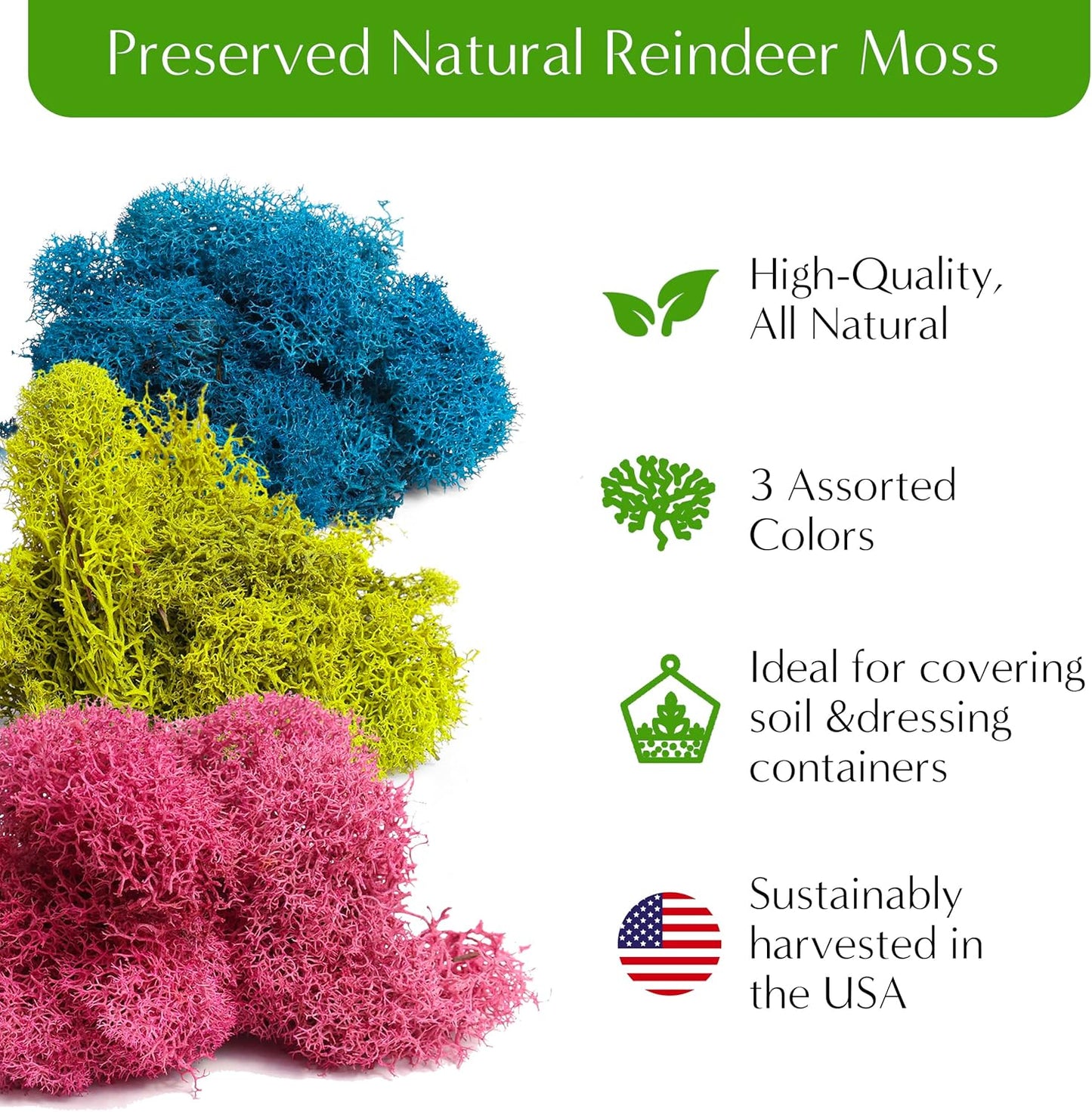 – Premium Small DIY Terrarium Kit for Succulents, Cacti & Air Plants, Includes Soil, Moss, Pebbles, Tools, Amethyst Gem & Crystal Chips – Handmade in USA